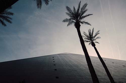 arecaceae silhouette of palm trees plant